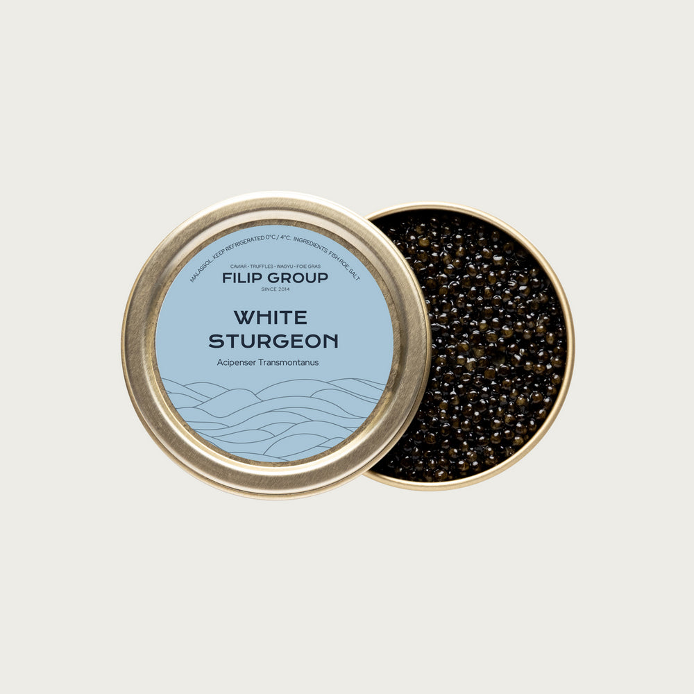 White Sturgeon